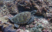 Mass adoption, green turtle adopted for Cardano Green turtle, Milele, Diani Beach, Kenya. Image.