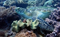 R3Birth, green turtle, adopted for $TRTL Green turtle resting in corals, Kisima Mungu, Kenya. Image.