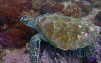 Kassiopeia, adopted. Adopted sea turtle in Kenya. Image