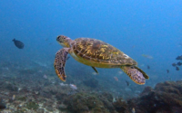 Bahari, green turtle, adopted Green turtle swimming calmly, Galu, Kenya. Image.