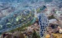 Little Schnucki, green turtle, adopted for Ingrid Green turtle swimming over the reef, Kisima Mungu, Diani Beach, Kenya. Image.