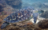 Adinka, green turtle, adopted for Andrea Green turtle swimming over the reef, Mwanamochi, Diani Beach, Kenya. Image.
