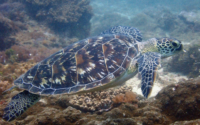 Adinka, green turtle, adopted for Andrea Green turtle swimming over the reef, Mwanamochi, Diani Beach, Kenya. Image.