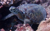 Donatella, green turtle, adopted Green turtle in the rocks, Jadini, Diani Beach, Kenya. Image.
