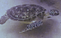 Green turtle swimming, Kisite B, Kisite-Mpunguti, Kenya. Image.