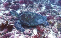 Wilde, green turtle, adopted for Melissa Green turtle resting on the reef, Kisima Mungu, Diani Beach, Kenya. Image.