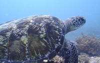 Squiz, adopted by Paul Adopted sea turtle in Kenya. Image