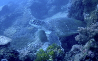 Lancelot, green, adopted. Adopted sea turtle in Kenya. Image.
