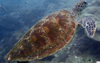 $SNEK, green turtle, adopted for $TRTL Green turtle swimming, Galu, Diani Beach, Kenya. Image.