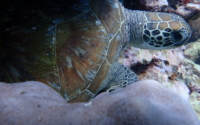 Aniel, green, adopted by Anastasia. Adopt and name a sea turtle in Kenya.