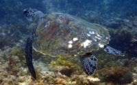 Blessings Bushy, green turtle, adopted by Sahya Green turtle, swimming away over reef, Kisima Mungu, Diani Beach, Kenya. Image.