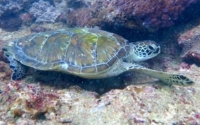 Cheeto, green turtle, adopted Green turtle resting on a reef, Mwanamochi, Kenya. Image.