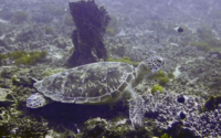 Heinrich, green turtle, adopted for Raffaela Green turtle, Mwanamochi, Diani, Kenya. Image.