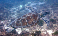 Scotty, green turtle, adopted for Cathe in memory of Scott Green turtle, Mwanamochi, Diani Beach, Kenya. Image.