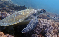 Oliver Ian, green turtle, adopted for Kirsty by Sam Green turtle on coral reef, Jadini, Kenya. Image.