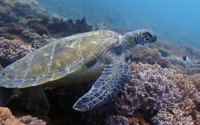 Oliver Ian, green turtle, adopted for Kirsty by Sam Green turtle on coral reef, Jadini, Kenya. Image.