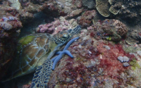 Waberto, green turtle, adopted for $TRTL Green turtle resting on reef, Mwanamochi, Diani, Kenya. Image.