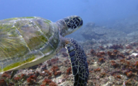 Pipi, green turtle, adopted by Isobel Crosskey Green turtle, Jadini, Diani, Kenya. Image.