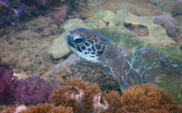 Anika, green turtle, adopted Green turtle on coral reef, Mwanamochi, Diani, Kenya. Image.