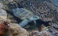 Hope, green turtle, adopted for Chloe Tarter by Jenifer Garrett Green turtle, resting on coral reef, Papa Mashilingi, Kenya. Image.