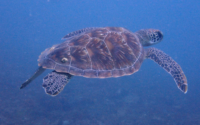 Mars, green turtle,  adopted by Ollie Green sea turtle swimming away in the blue, Jadini, Diani Beach, Kenya. Image.