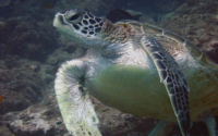 Posho Pea, green turtle, adopted by Sahya for Keshvi Green turtle, Jadini, Diani Beach, Kenya. Image.