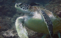 Posho Pea, green turtle, adopted by Sahya for Keshvi Green turtle, Jadini, Diani Beach, Kenya. Image.
