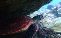 Turbo, green turtle, adopted by Junghyun Green turtle swimming out from a cave, Diani Beach, Kenya. Image.