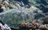 Dre, green turtle, Igloo, Kenya Green turtle resting in corals, Igloo, Kenya. Image.