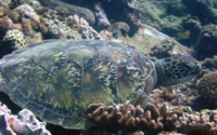 Dre, green turtle, Igloo, Kenya Green turtle resting in corals, Igloo, Kenya. Image.