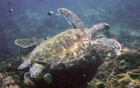 Dime, green turtle, adopted for $TRTL Green turtle swimming away, Igloo, Diani Beach, Kenya. Image.