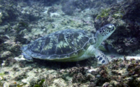 Christoffersen, green turtle, adopted by Jenna for Joshua Green turtle resting on coral reef, Kisima Mungu, Diani Beach, Kenya. Image.