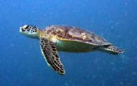 Speedy, green turtle, adopted by Jamie for Daniel Green turtle swimming in the blue, Milele, Diani Beach, Kenya. Image.
