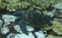 Aziziuri, green turtle, adopted by Sahya Green turtle resting on bleached corals, Galu, Kenya. Image.