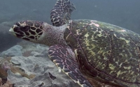 Mees, hawksbill, adopted for Mees by Sven Hawksbill turtle, Kenya