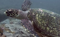 Mees, hawksbill, adopted for Mees by Sven Hawksbill turtle, Kenya