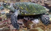 Eminem, hawksbill, adopted by Aysha Lilani Hawksbill turtle, Galu Reef, Diani Beach, Kenya. Image.