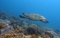 Mahaba, hawksbill, adopted Hawksbill turtle swimming above the reef, Milele, Diani Beach, Kenya. Image.