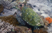 Maya, hawksbill, adopted for Maya by Aysha Lilani Hawksbill turtle, Kisima Mungu Reef, Diani Beach, Kenya. Image.