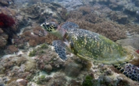 Renee, hawksbill, adopted by Renee White Hawksbill turtle, Mwanamochi Reef, Diani, Kenya. Image.