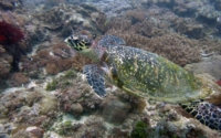 Renee, hawksbill, adopted by Renee White Hawksbill turtle, Mwanamochi Reef, Diani, Kenya. Image.