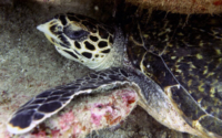 Annika, hawksbill, adopted  for Annika by Renee & Erik White Hawksbill turtle, Mwanyasa Reef, Diani, Kenya. Image.