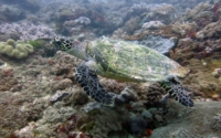 Rani, hawksbill, adopted for Ella. Hawksbill turtle, Mwanamochi Reef, Diani, Kenya. Image.