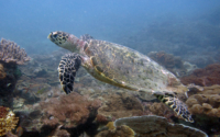 Tony, haaksbill, adopted for Phil by Catherine. Hawksbill turtle, Galu Reef, Diani, Kenya. image.