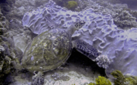 Coral, hawksbill, adopted by Nathalie Popovic Hawksbill turtle, Kongo Reef, Diani, Kenya. Image.