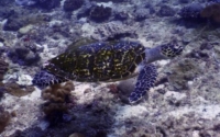 Arnual, hawksbill, adopted by Helmer. Hawksbill turtle, Kongo Reef, Diani, Kenya. Image.