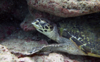 Grisu, hawksbill, adopted by Birgit Benz & Matthias Würth Hawksbill turtle, under reef overhang, Jadini, Kenya.Adopt a turtle, Kenya. Image.
