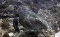 Bison, hawksbill, adopted for Mukesh Green turtle, Mwanyaza, Diani Beach, Kenya. Image.