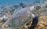Juul, hawksbill, adopted for Juul by David Adopt a turtle Kenya