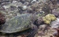 Teddy, hawksbill, adopted by Sarah Hawksbill turtle resting on the reef, Milele Reef, Diani, Kenya. Image.